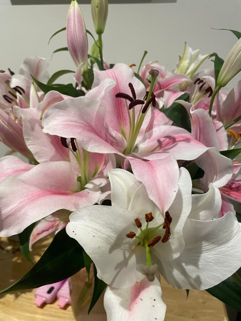 What type of lilies are these? Are they toxic/poisonous to adult humans? (No pets or children involved or nearby)