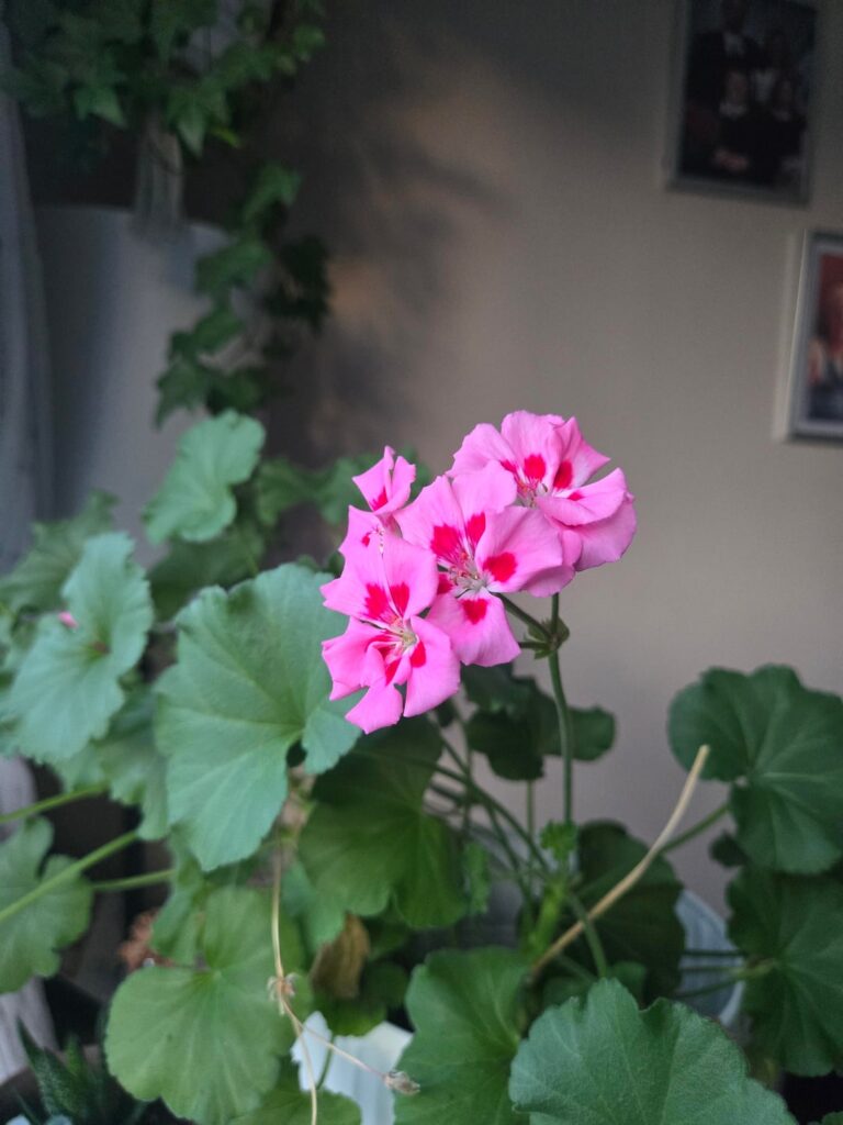 Bought this plant at a store (in canada if that helps) but I don't remember the name of it