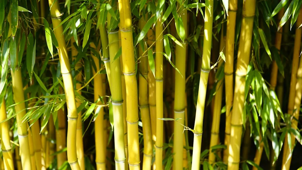 Yellow Bamboo (Phyllostachys Aureosulcata)