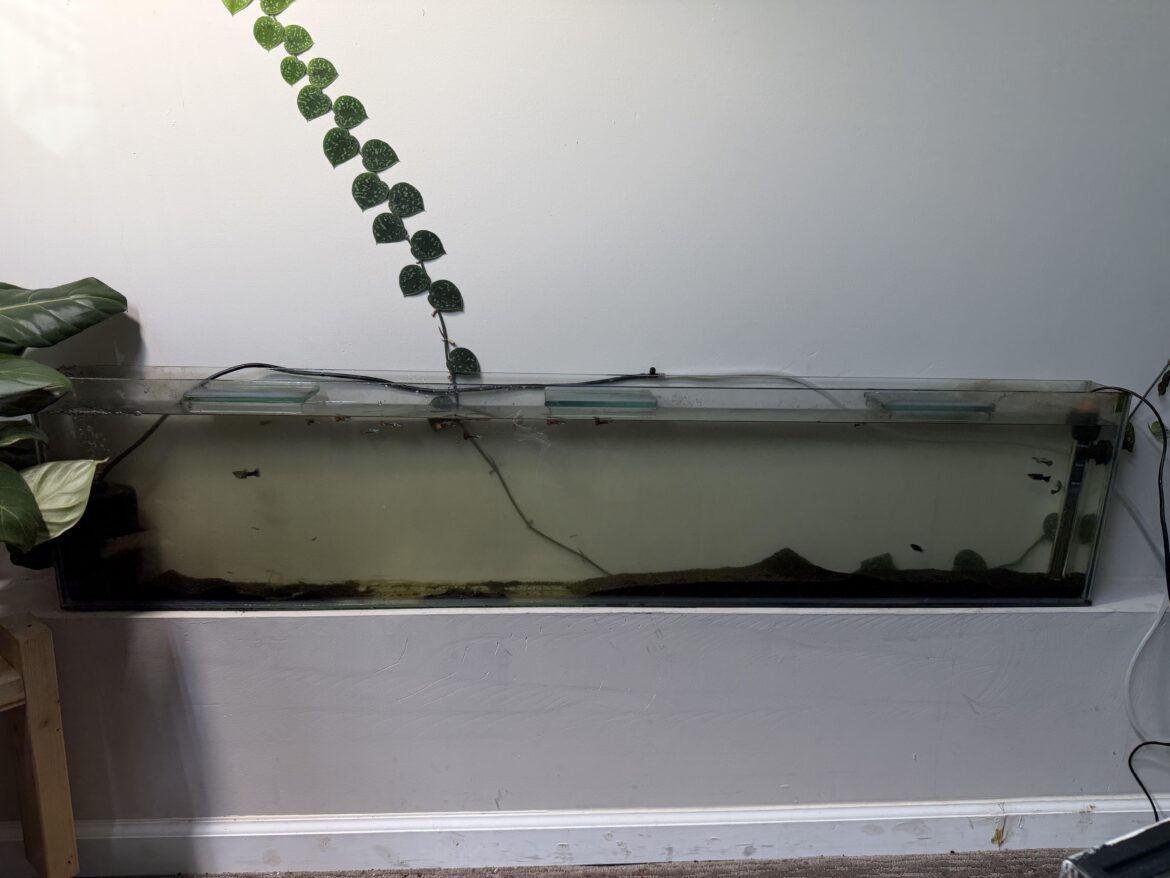 10gallon ideas