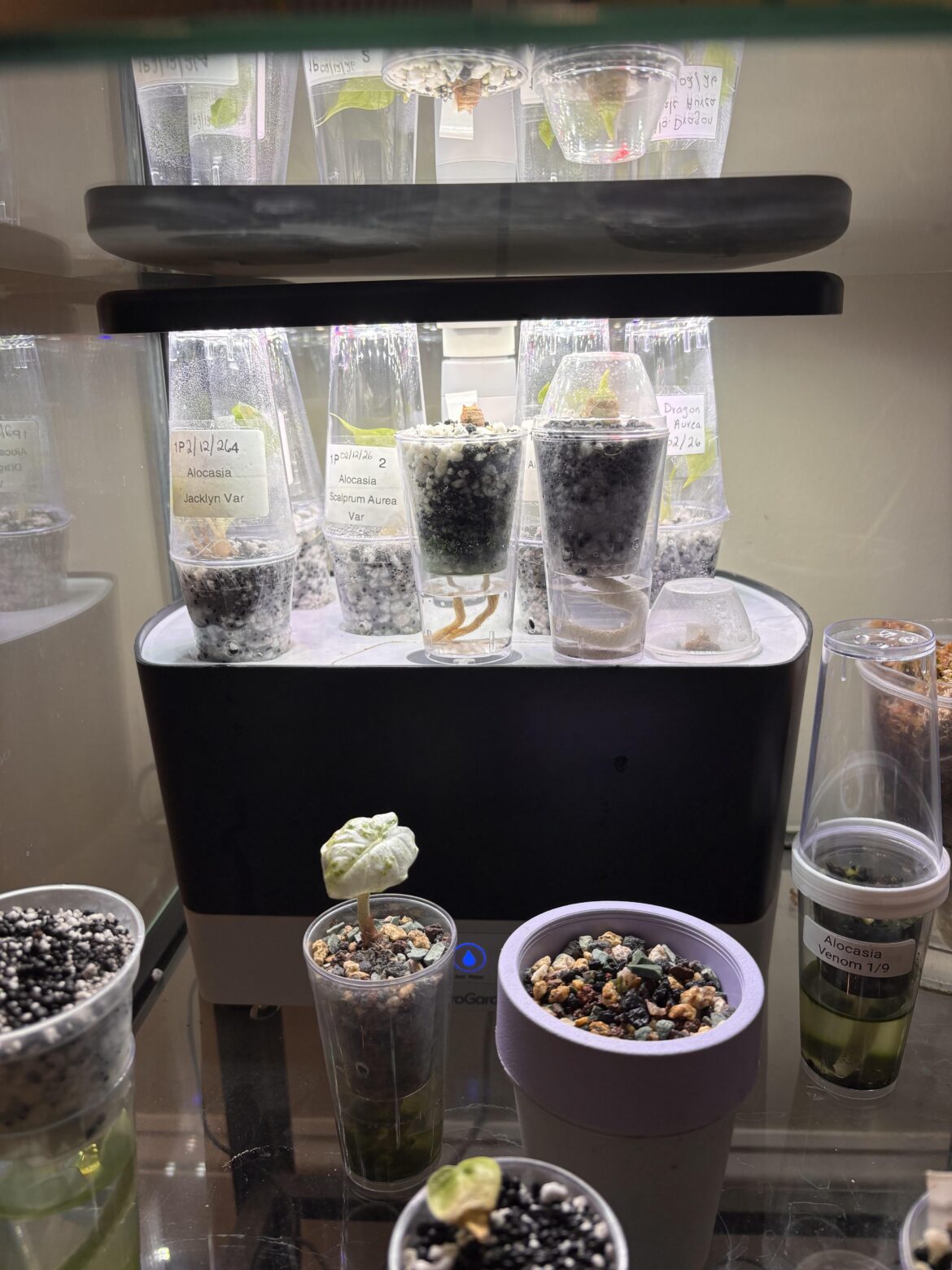 Best shops for tissue cultures?