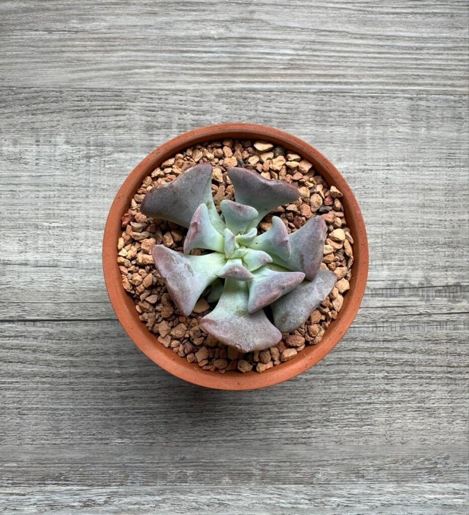 4 month echeveria progress.