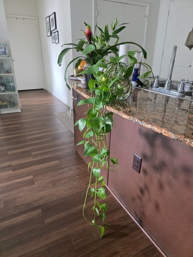 Help with potting