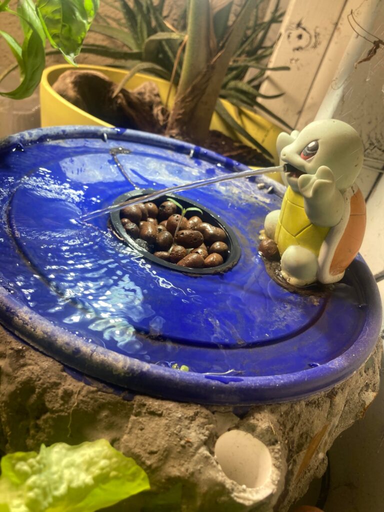 Any love for my SquirtlePonics system? Dwc with a lil tomato growing