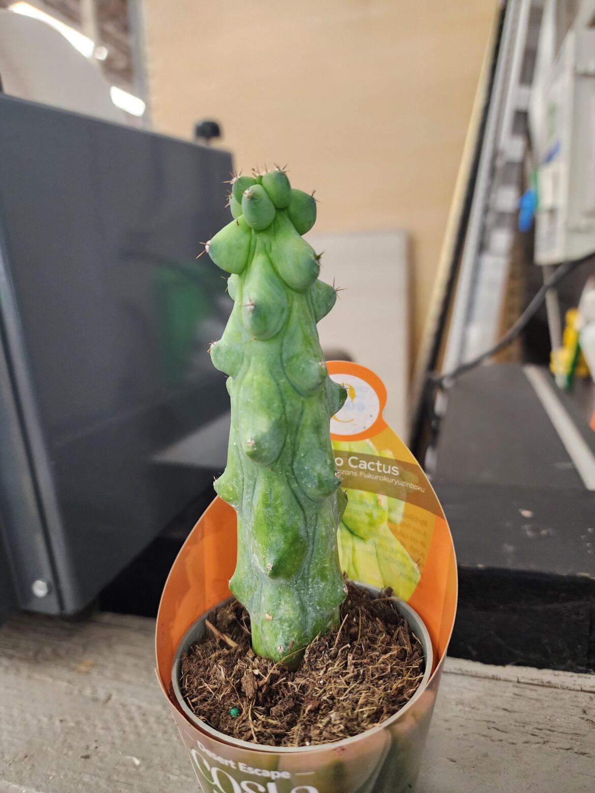 I got my husband a booby cactus for his work desk.. So he can look at boobies throughout the day