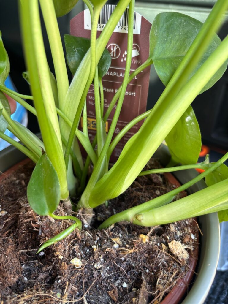 First ever!