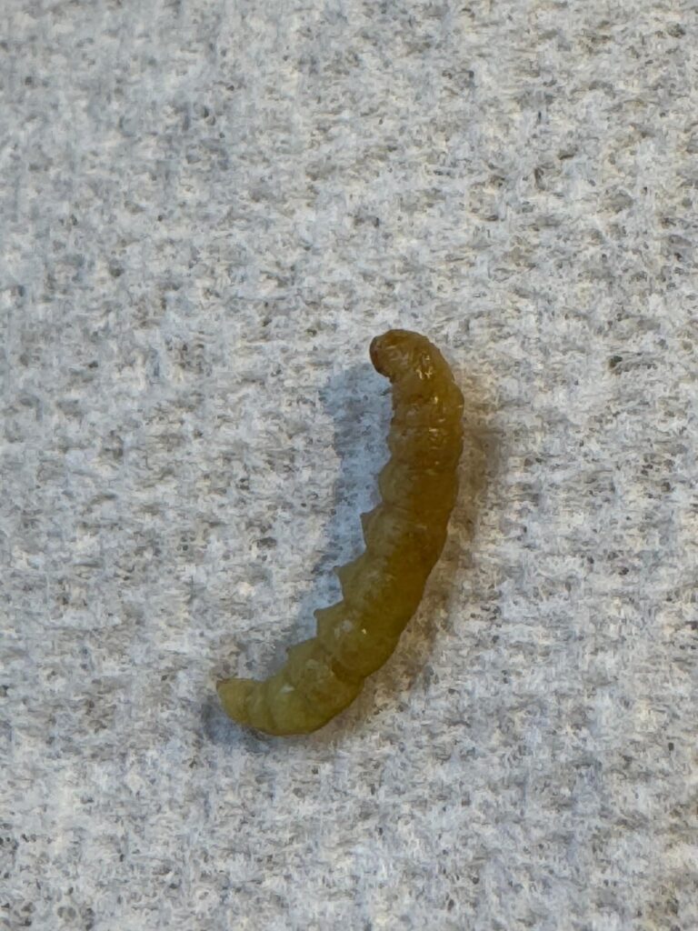 Wtf was eating my f. purpusii??