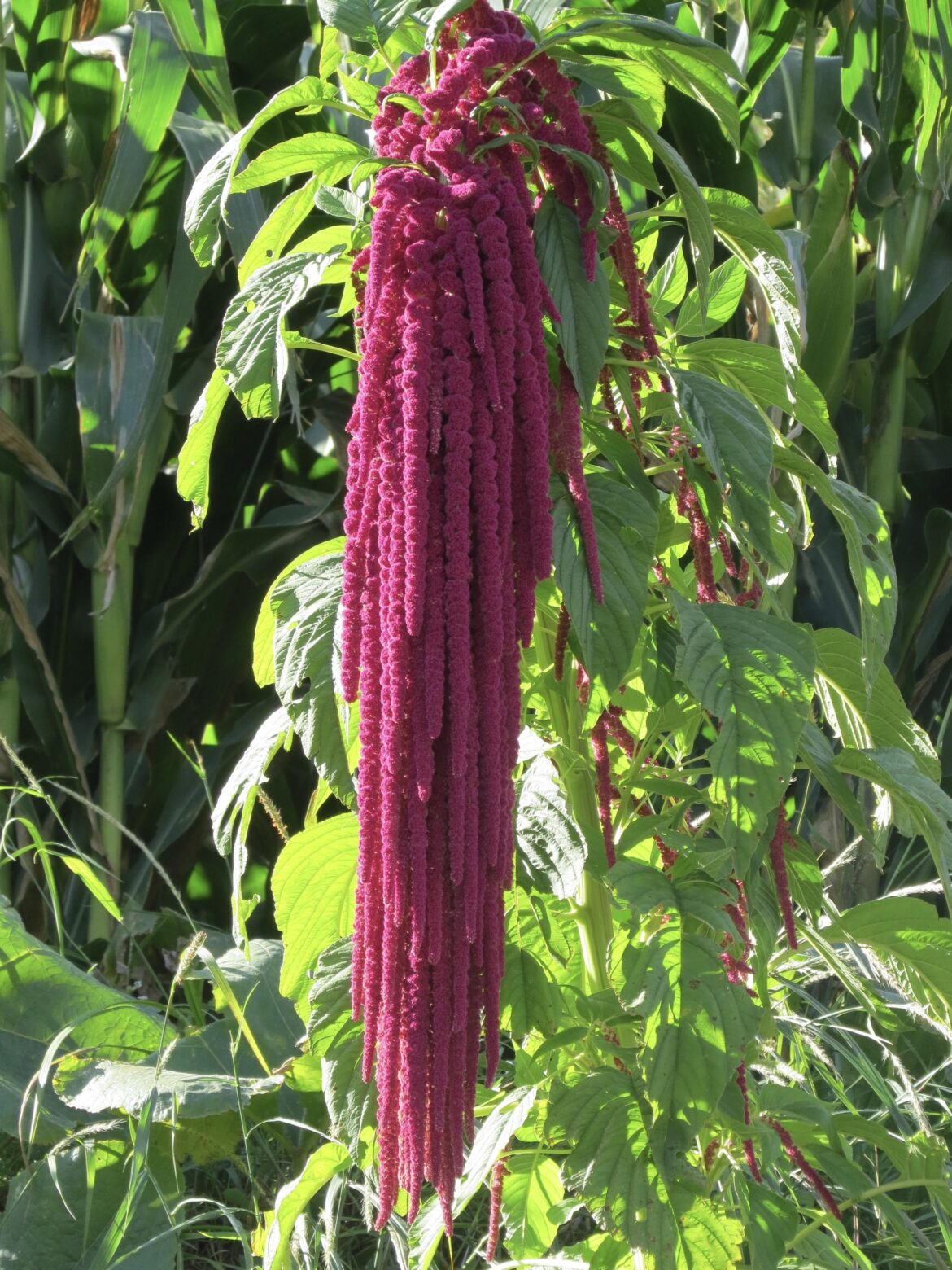 Love-Lies-Bleeding in the Tiger Leaping Gorge