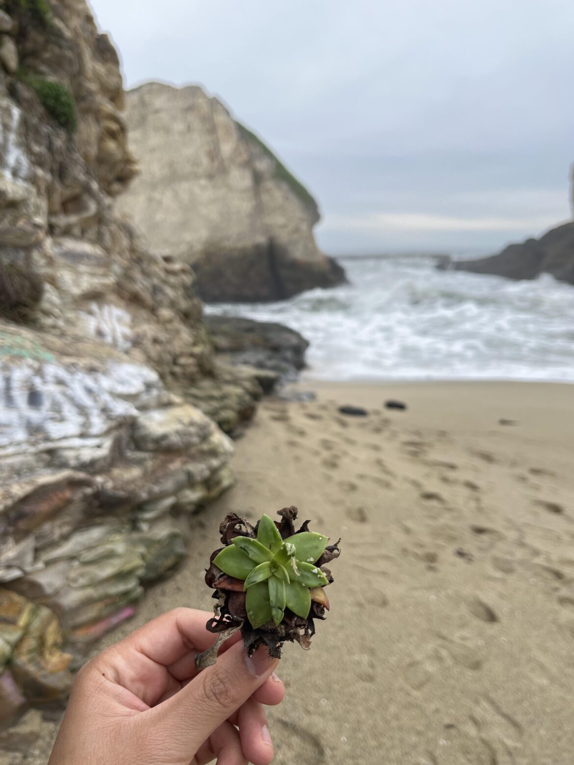 Found this succulent on the beach in Santa Cruz, CA