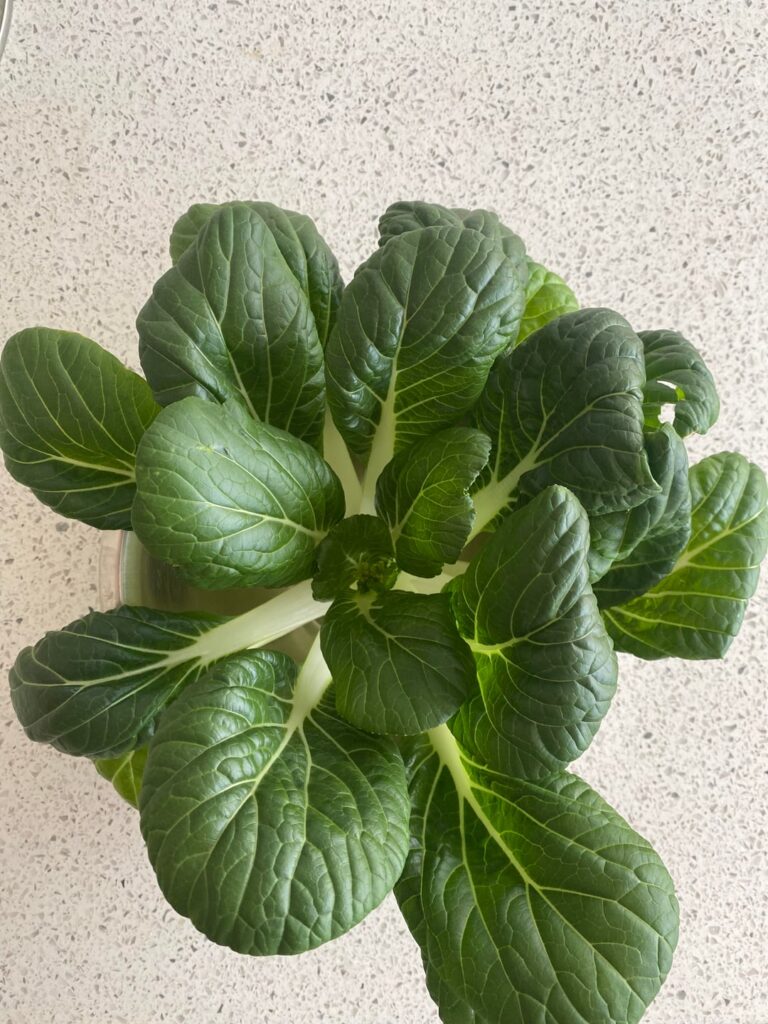 Bok Choy harvest