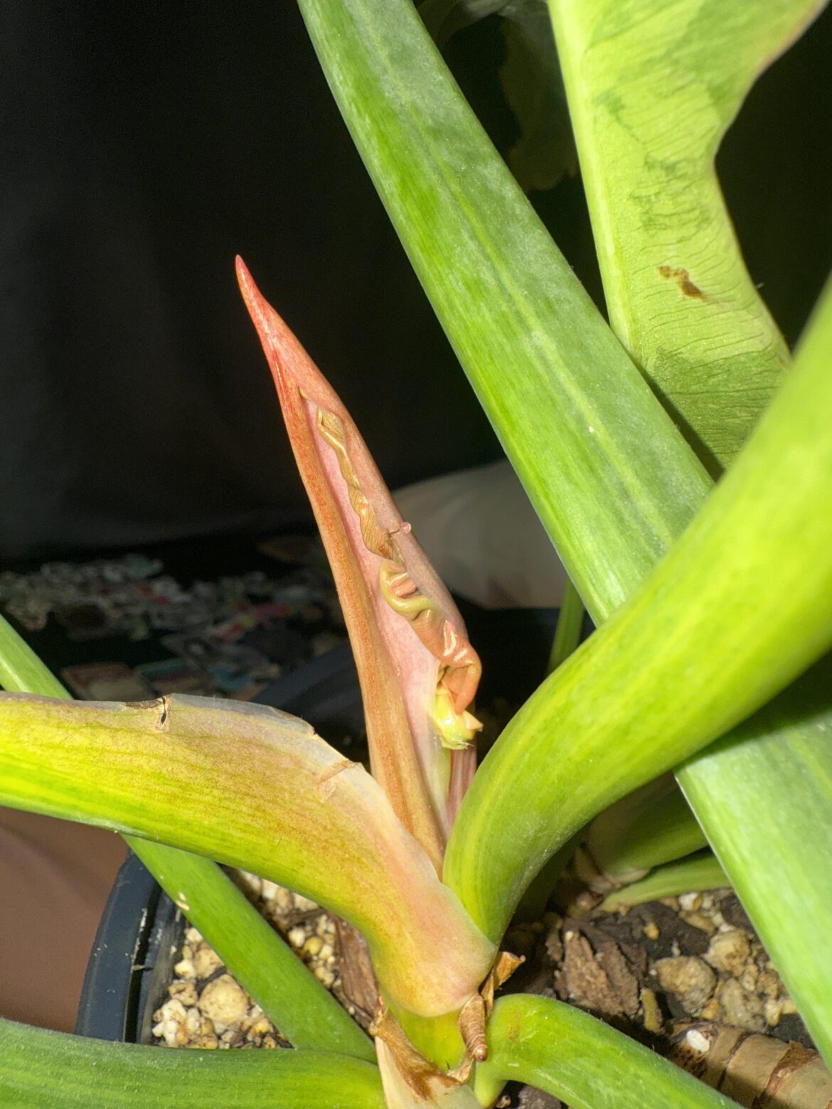 A sheath within a sheath??