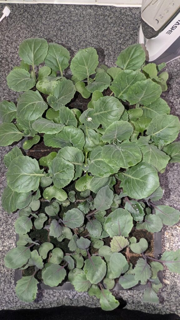Think my mid to late summer cabbage need a pot up started 4 weeks ago and grown under a spider farm 600 grow light second picture was them 4 weeks ago