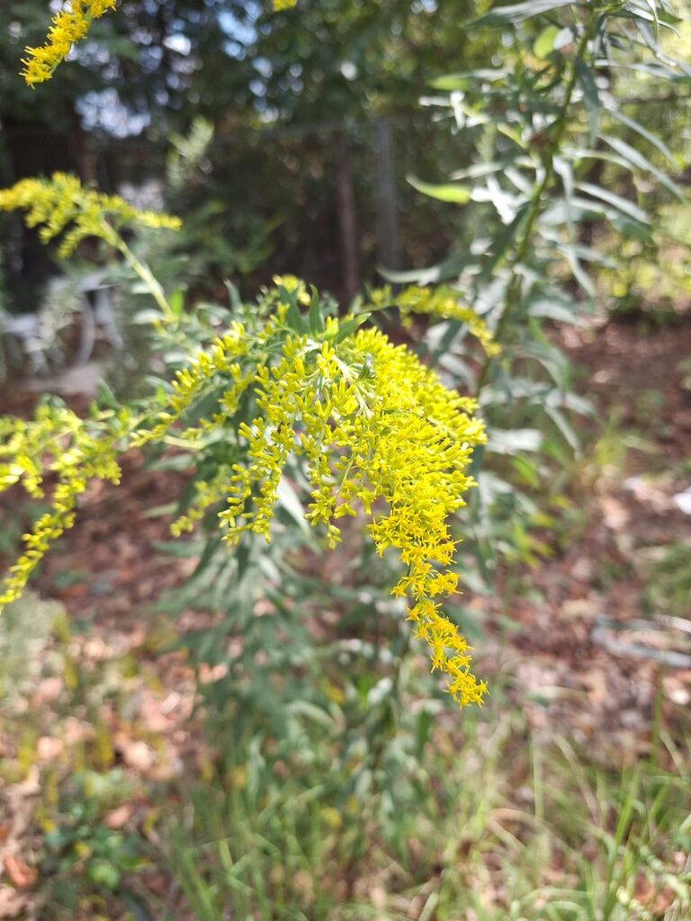 Goldenrod