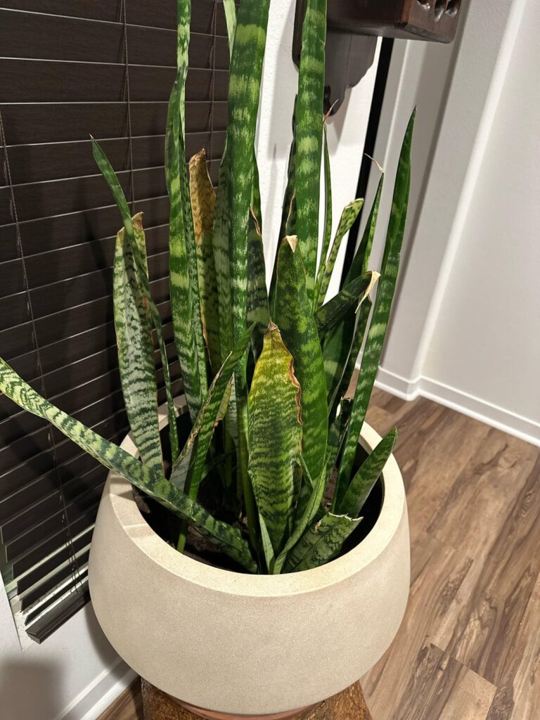 What is wrong with this snake plant I think the pot is too big but idk why the ends look dead
