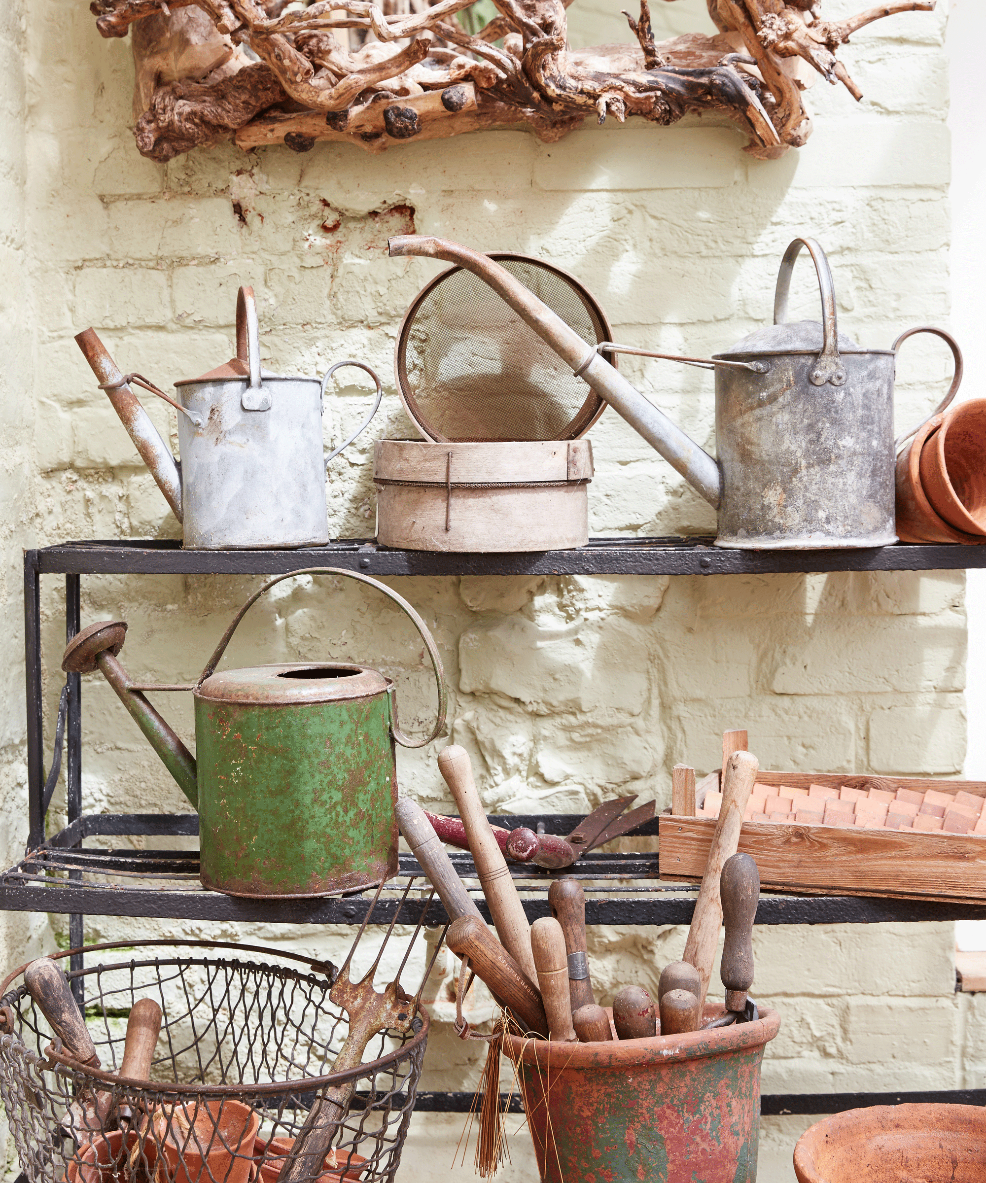 Metal shelves in a shed holding old metal watering cans and gardening tools