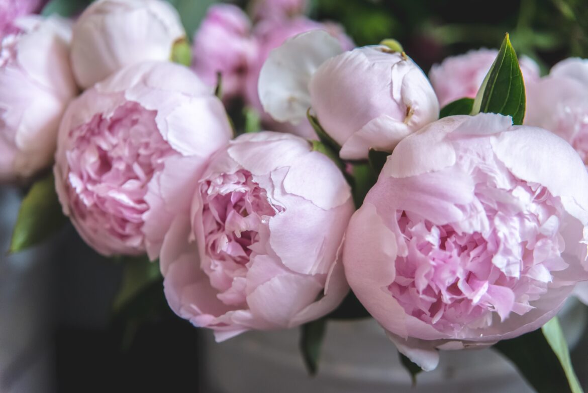 [OC] Paeonia lactiflora (common garden peony)