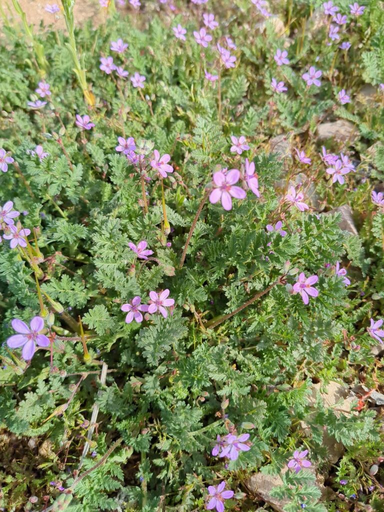 changing seasons, desert flowers! (southern california)