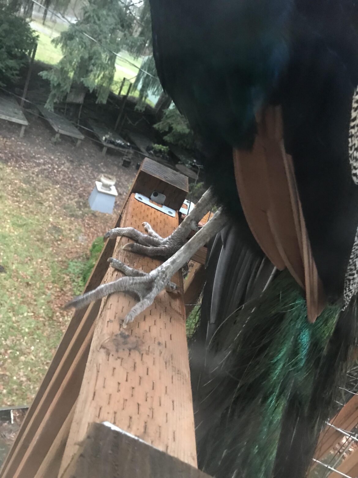 The Jurassic feet of the flock's protector. Behold just two of the dangers of Pyramus the peacock.