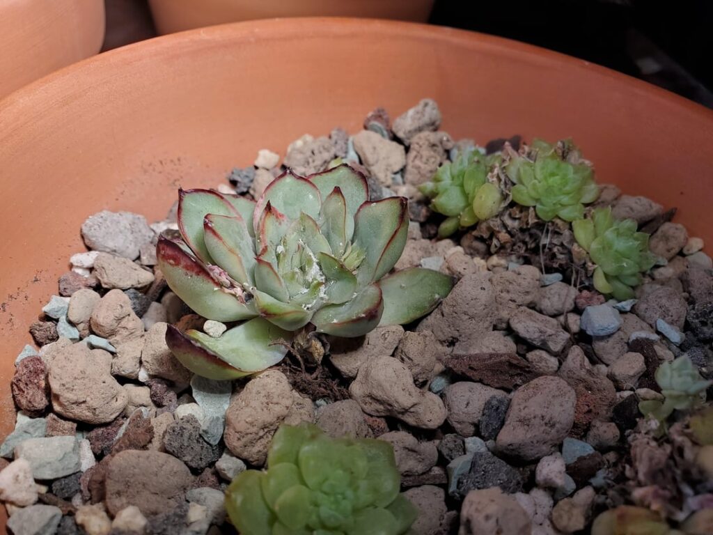 About a month of growing