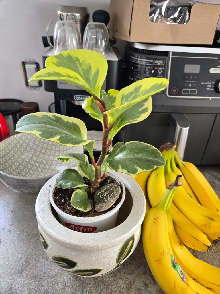 My precious baby, started from a tiny leaf last summer