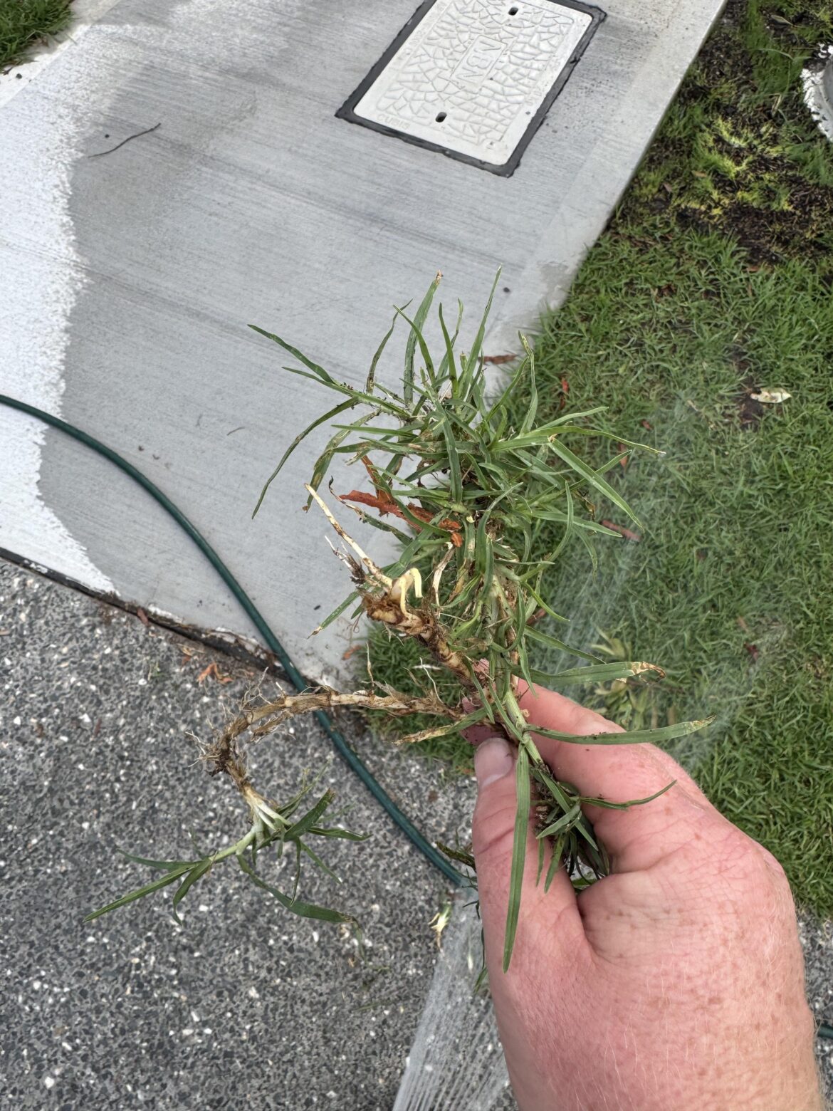 What is my lawn? Aus