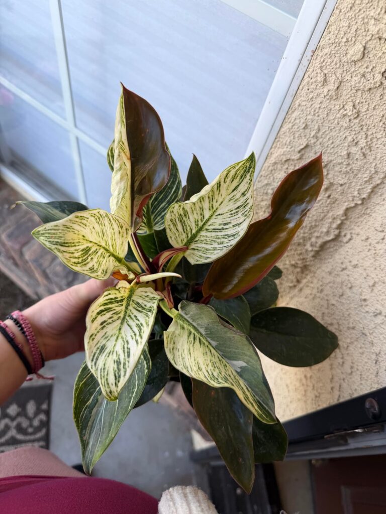 New plant! Is this a score? $10 and I notice there’s a pink birkin in there also and tons of babies. New plant! Is this a score? $10 and I notice there's a pink birkin in there also and tons of babies.