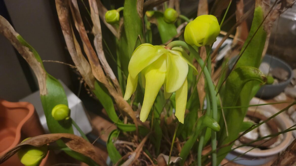 Got to love the smell of fresh cut Durian fruit