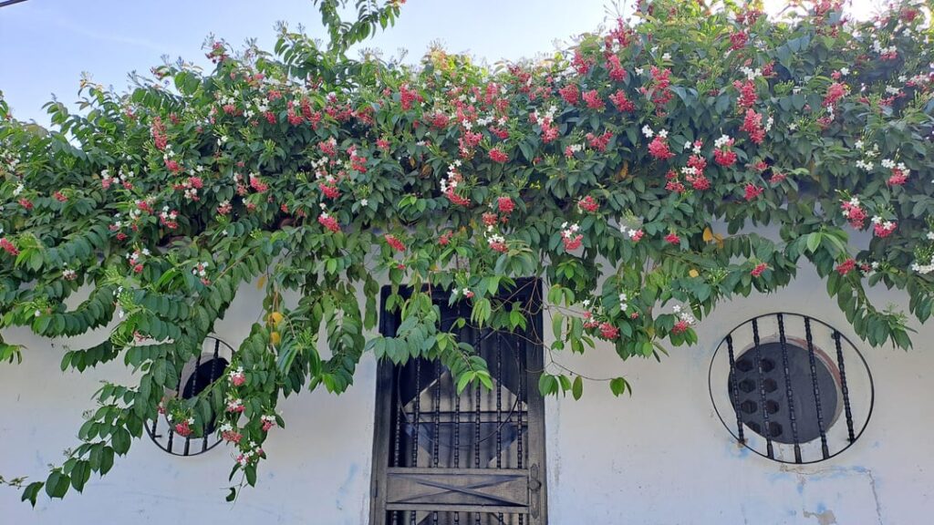 Flowers that welcome you home Flowers that welcome you home