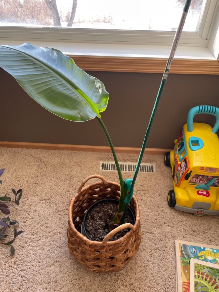 Help! Will this grow new leaves?!