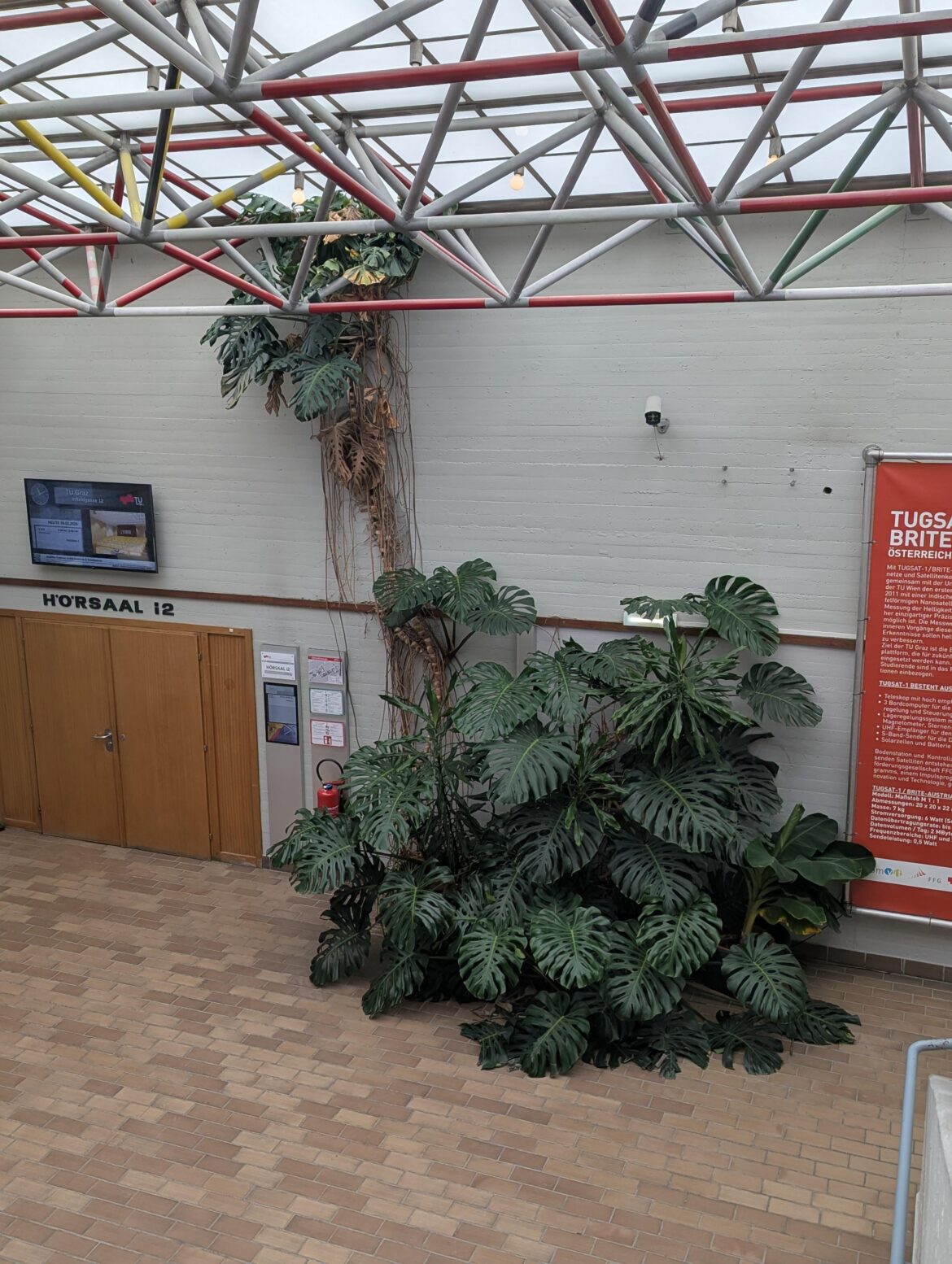 This absolute unit of monstera on my uni campus