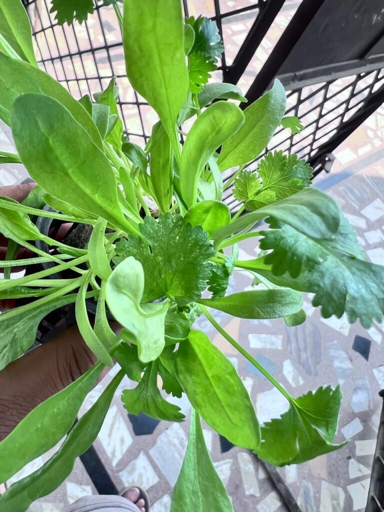 Title:

Need Help: Yellow spots on Coriander and Greens in my Hydroponic Tower