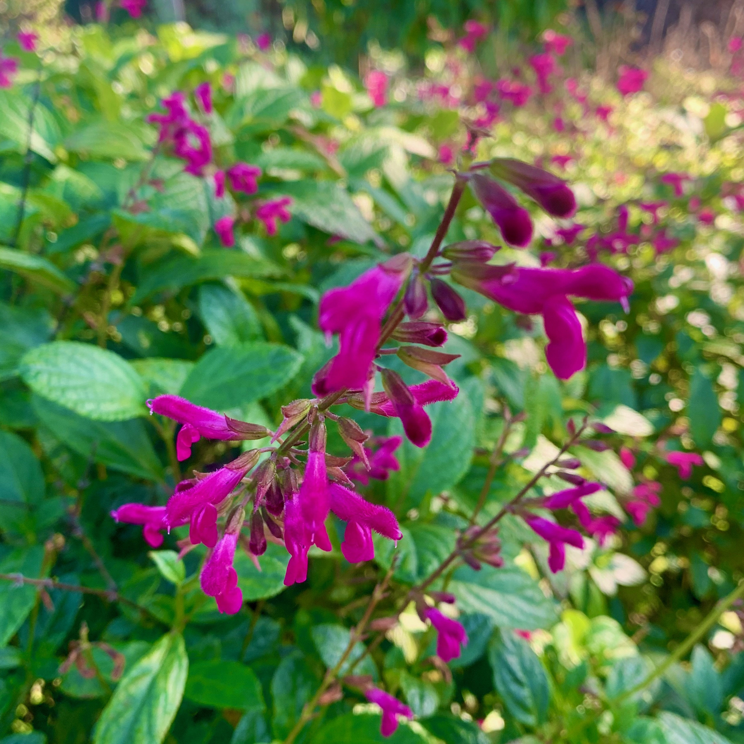 Chiapas sage (Salvia chiapensis). This Chiapas, Mexico, native plantâs natural...
