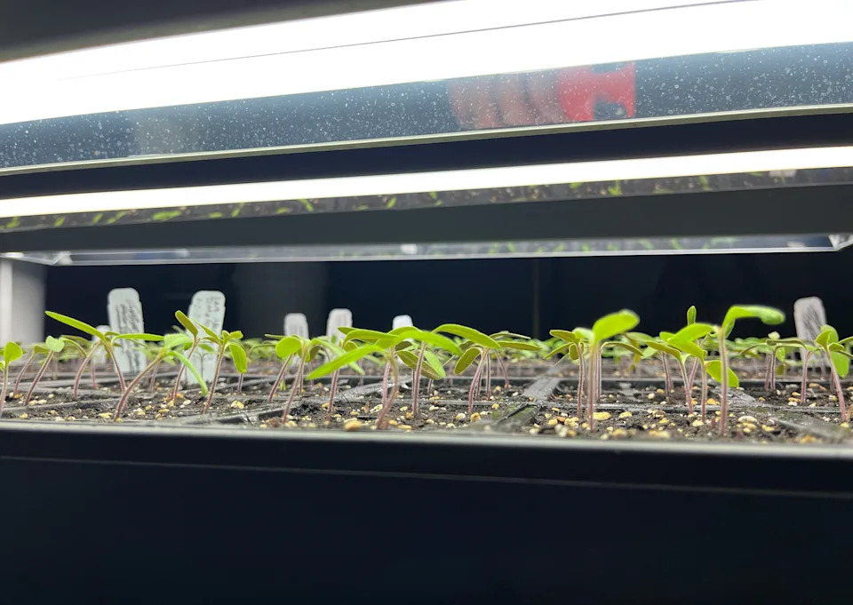 Tomato seedlings under grow lights.