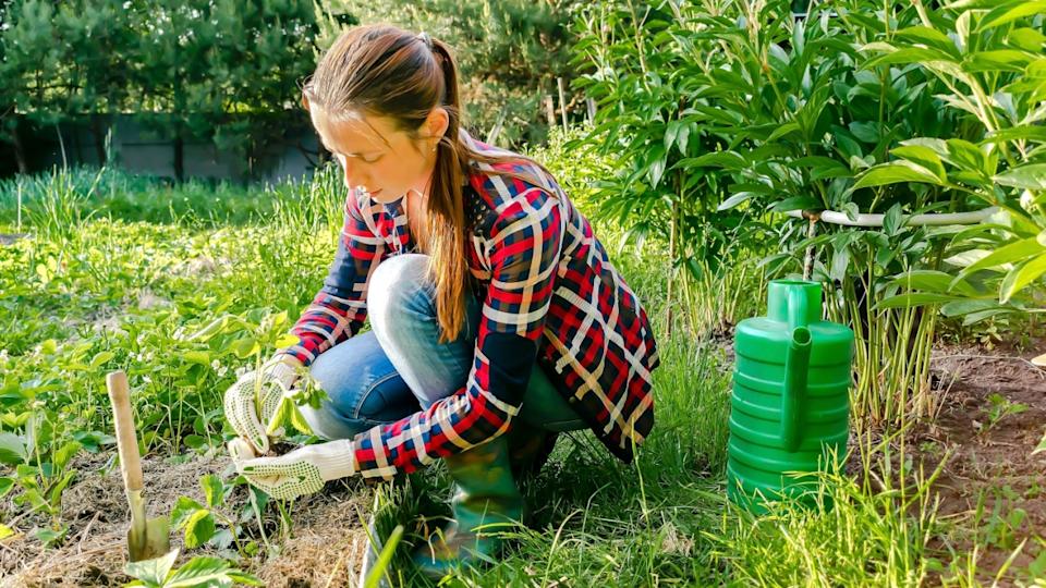 Woman farmer planting strawberries seedling plants,shoots,runner on bed of soil in spring garden.agriculture and propagating,care for plants, preparation for autumn and winter,cultivate,transplant.