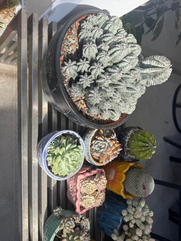 Got all these pots and all for $170. Good deal?