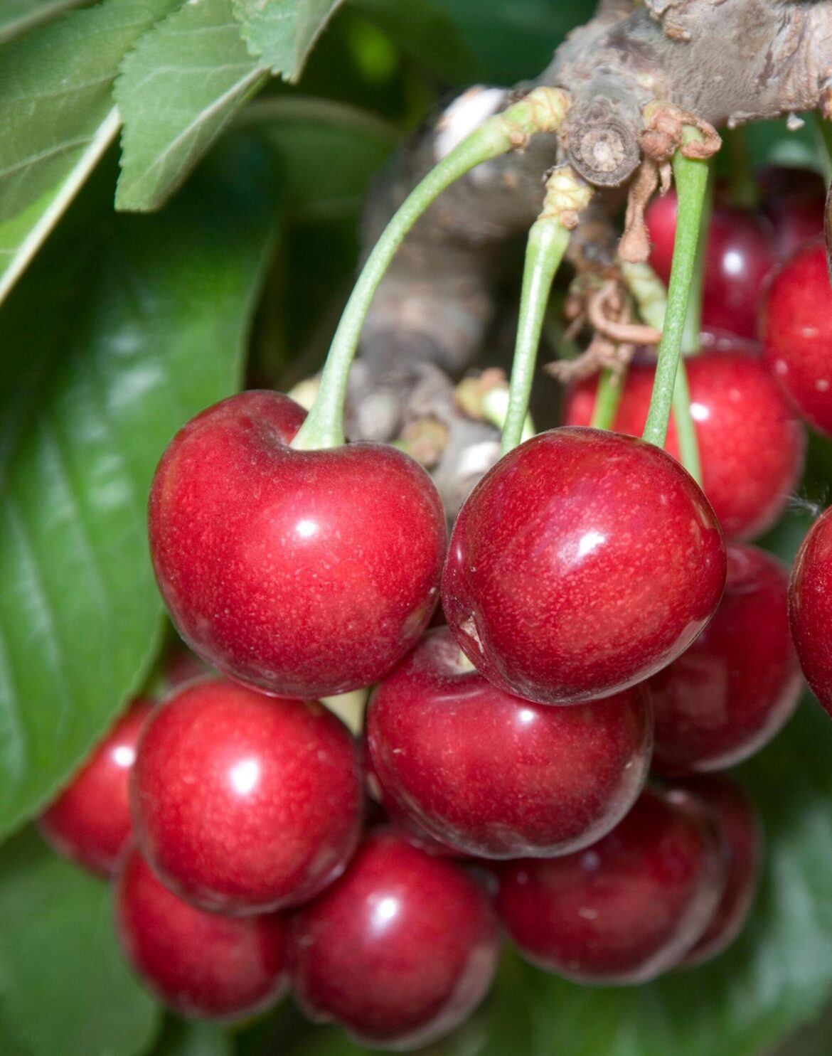 Cherry Sweetheart. (Dave Wilson Nursery)