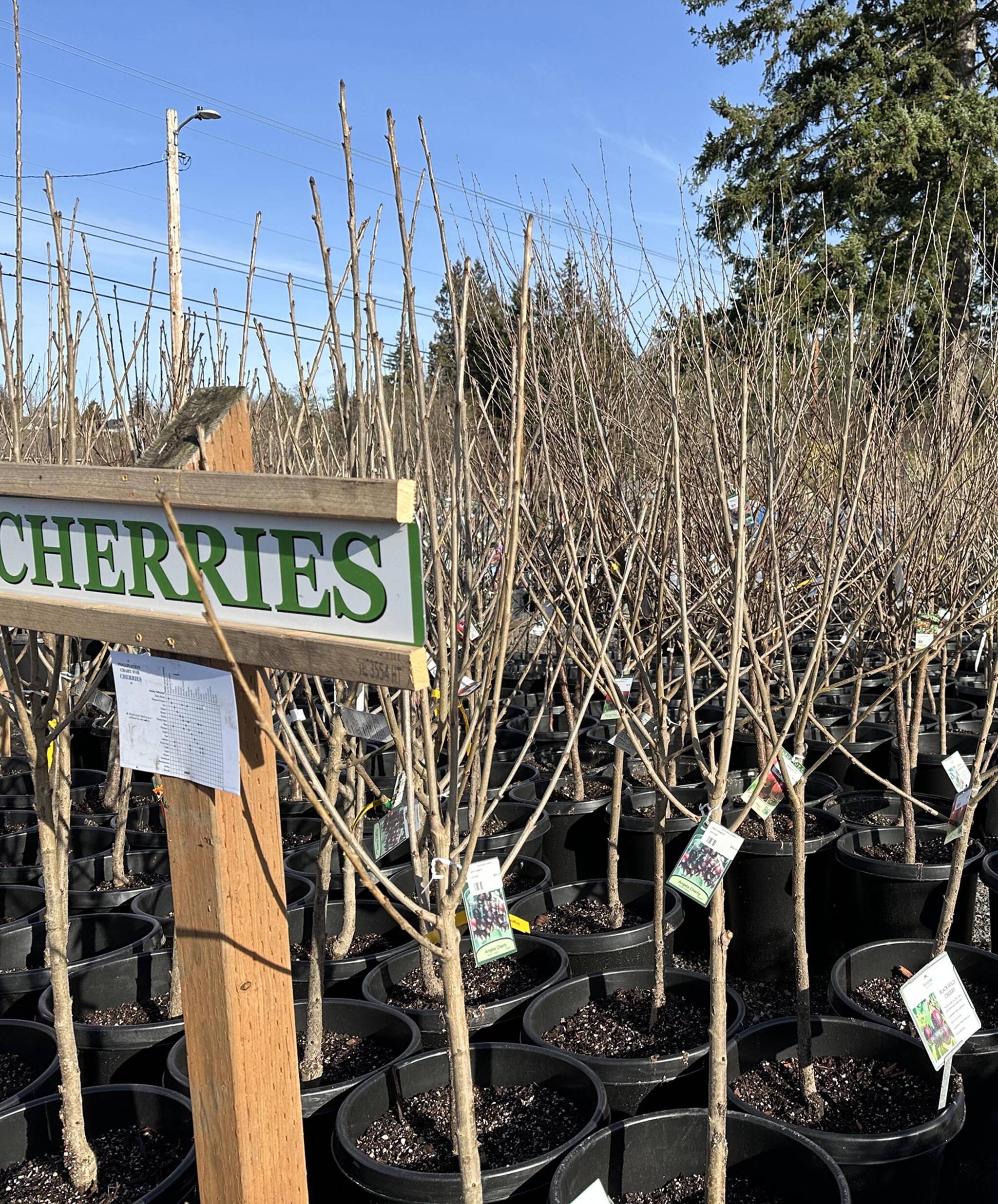Cherry fruit trees in Sunnyside Nursery in January. (Sunnyside Nursery)