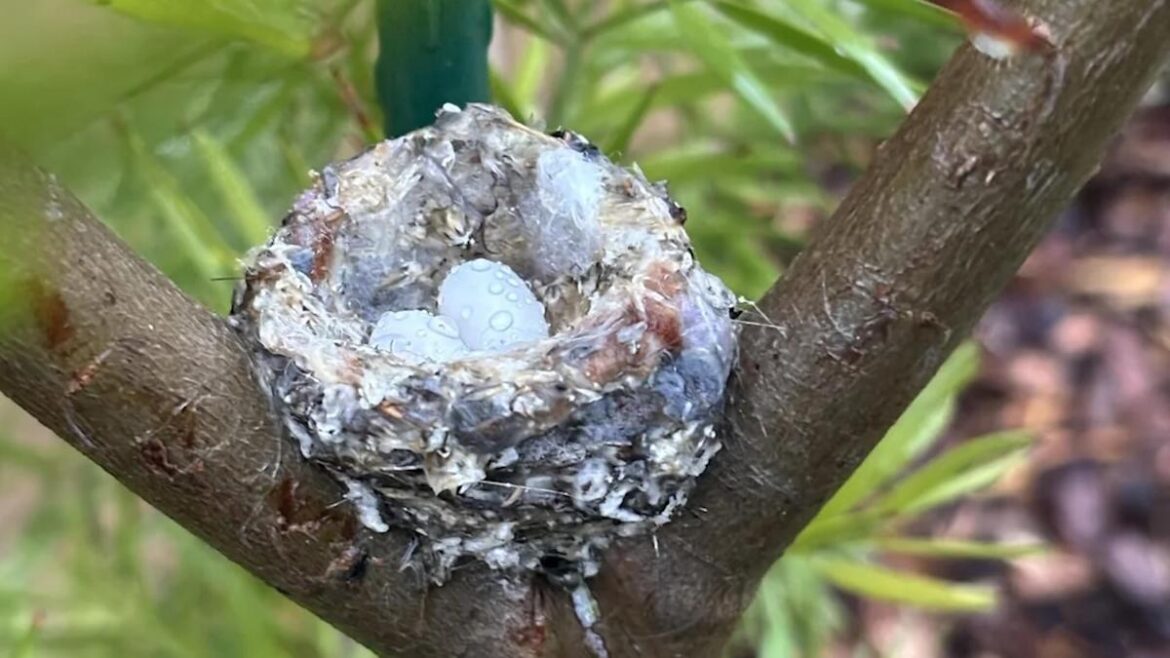 Gardener shares photo after making surprising discovery in backyard tree: 'Fits right in'