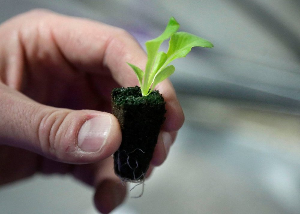 A lettuce seedling is displayed in Boston on Dec. 8, 2015. (AP Photo/Steven Senne)