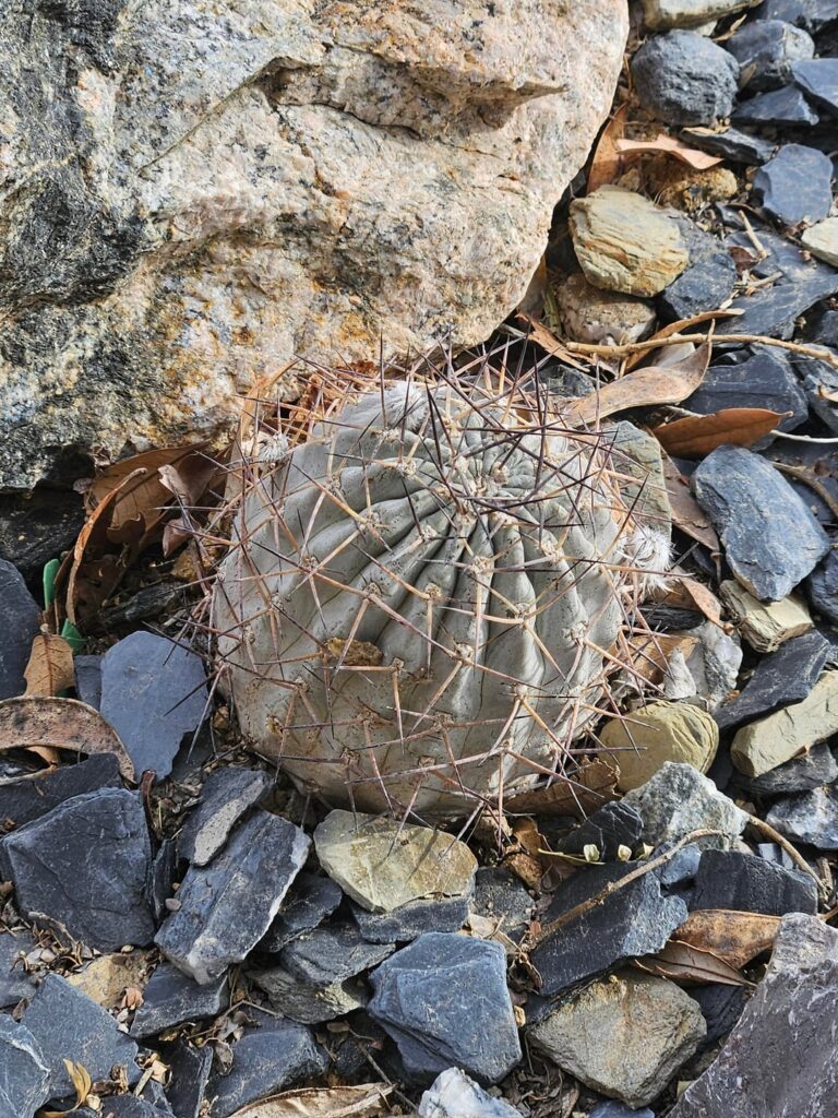 Springs Preserve las vegas 2/9/26