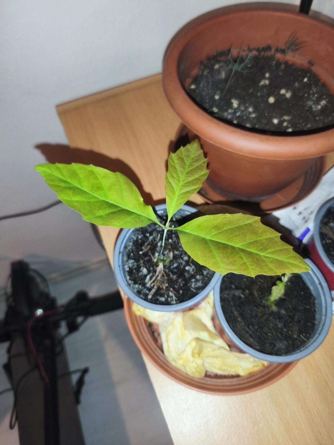 This is my oak 10days after germination