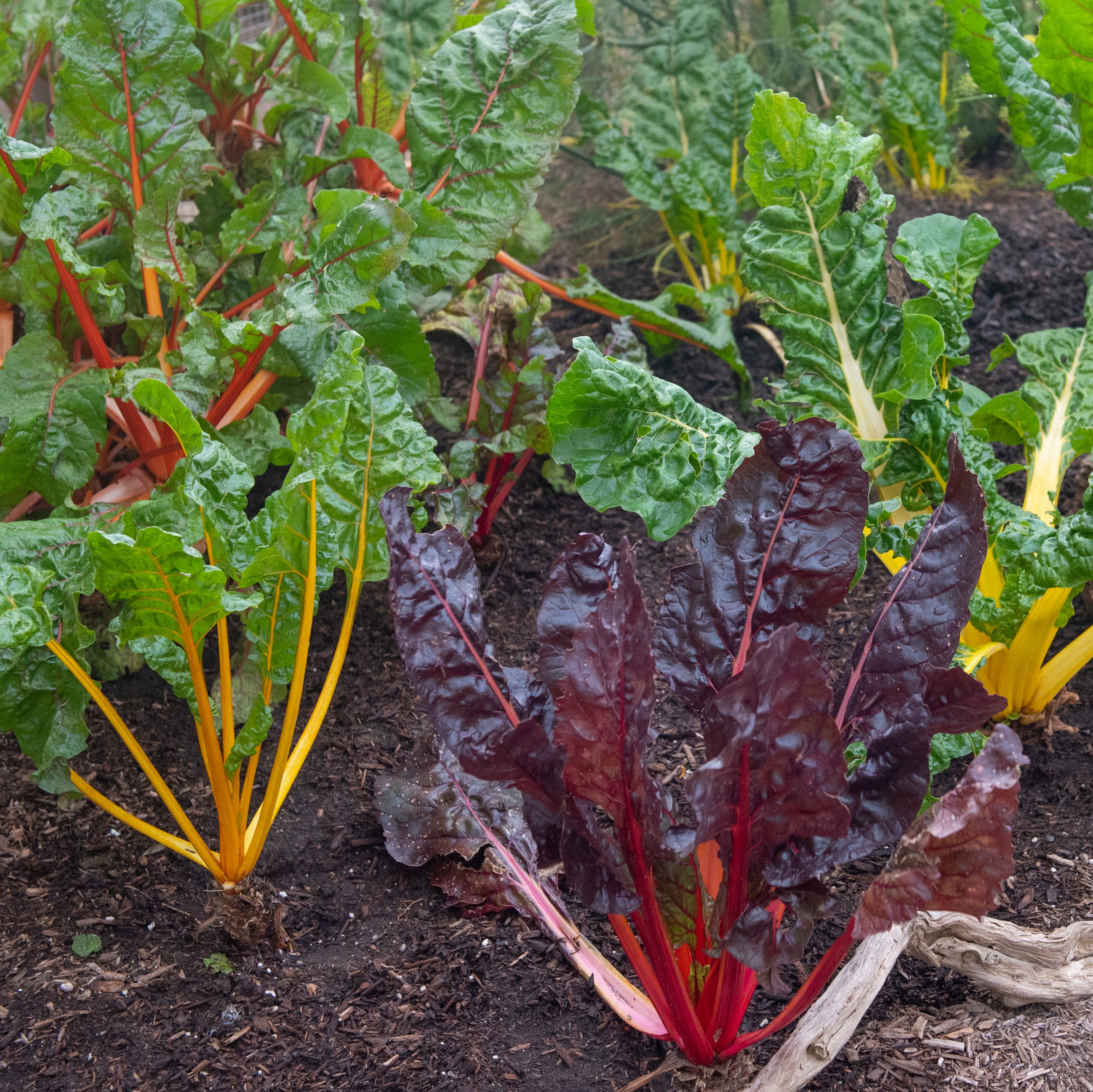 first things to plant in early spring