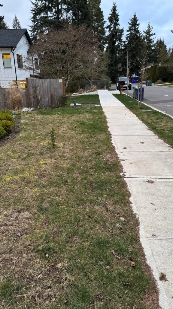 Grass in my lawn are dead (pnw)