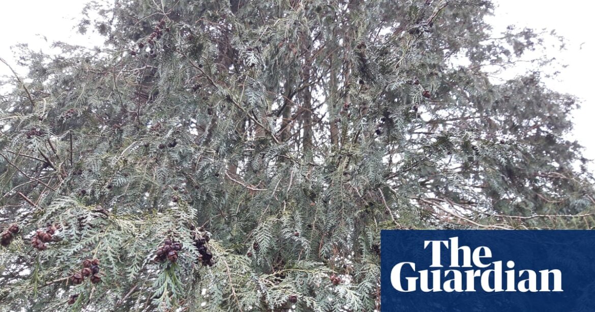 Country diary: There’s a monster looming over our garden | Trees and forests Country diary: There’s a monster looming over our garden | Trees and forests