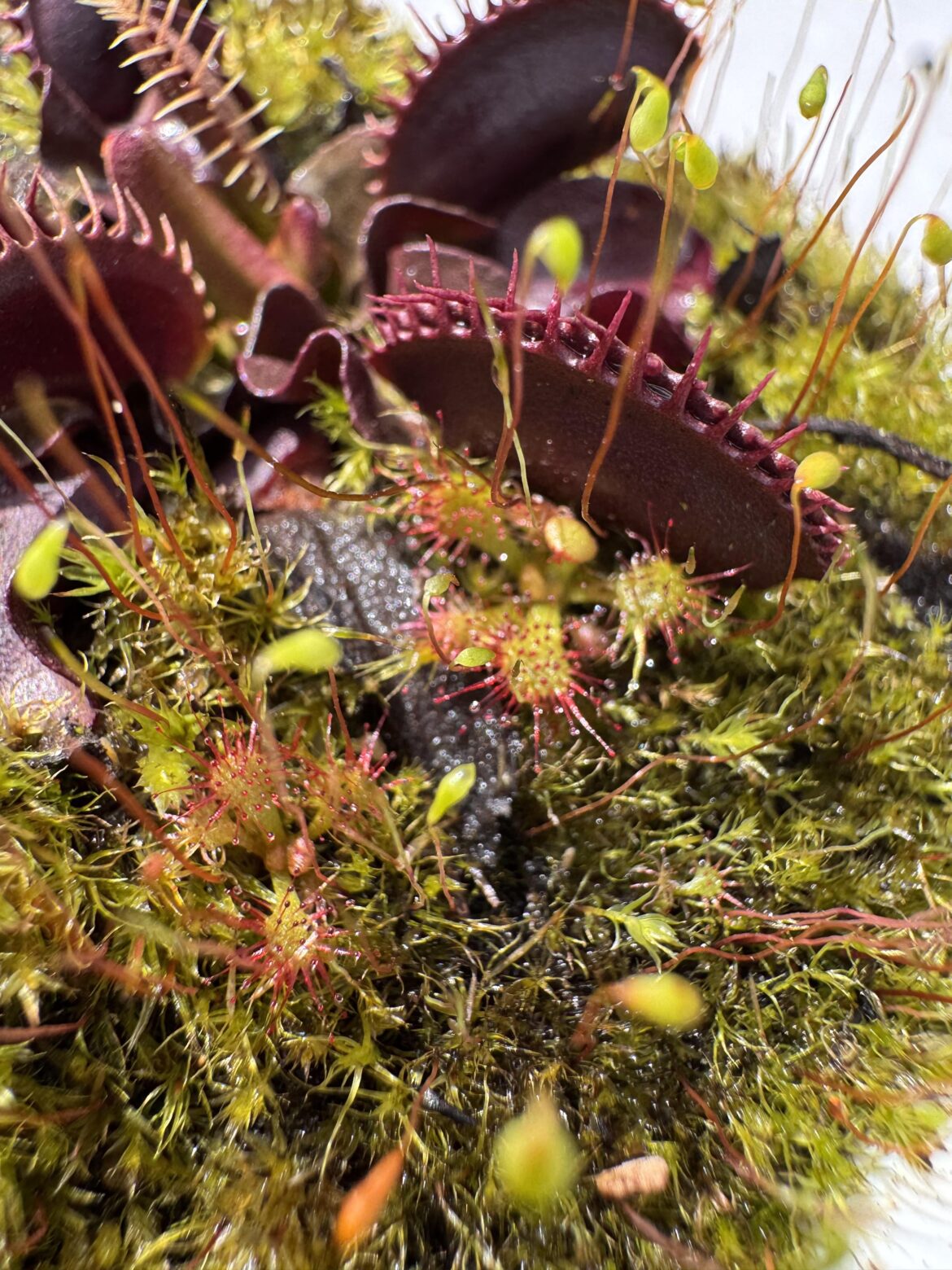 Found more hitchhikers! :)