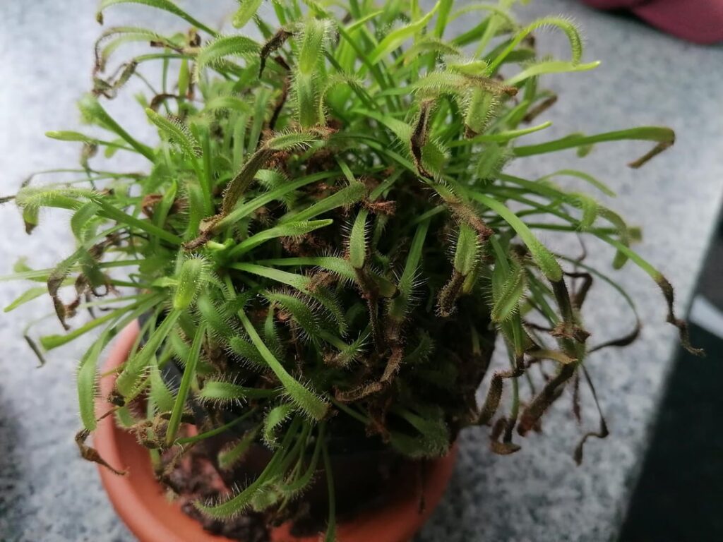 My two little carnivorous plants don't look very healthy.