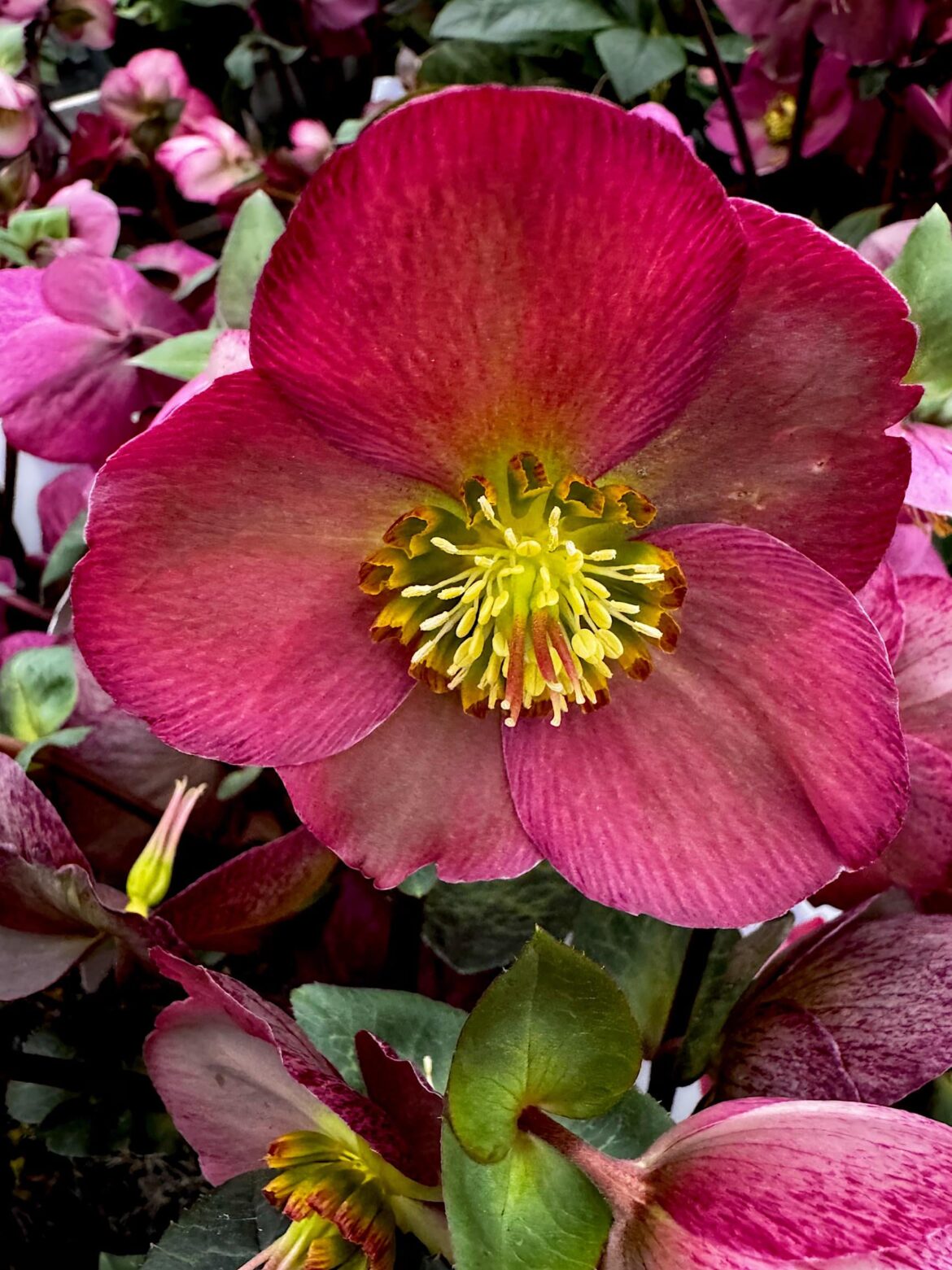 Helleborus [OC]