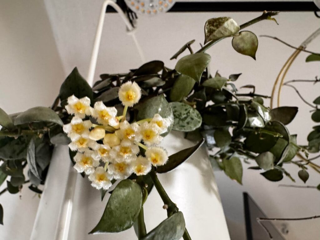 My first bloom (Lacunosa)