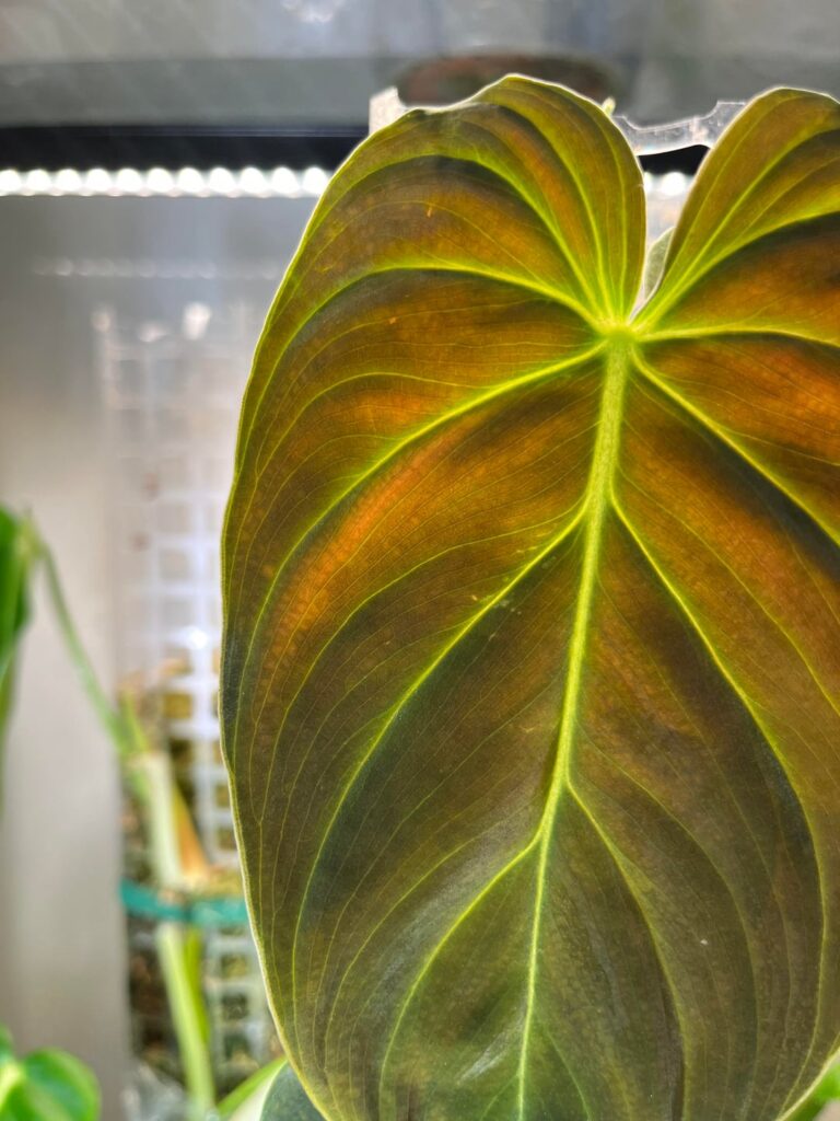 Is this spider mites on my splendid and esmereldense?