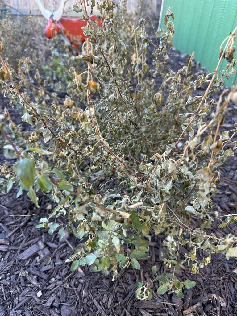 To prune, or to wait? To prune, or to wait?